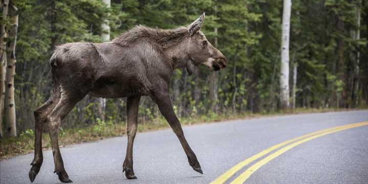 1 dead, 1 injured after car crashes into moose in Denali National Park