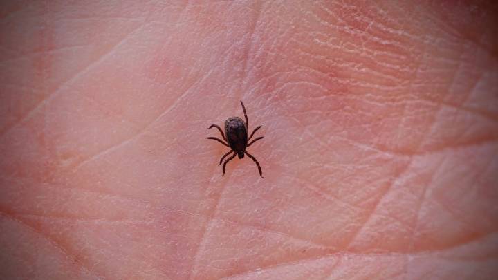 New invasive tick could bring a little-known, debilitating infection – NBC Boston