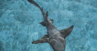 Científicos revelan que los tiburones estarían perdiendo sus dientes por la acidez del océano