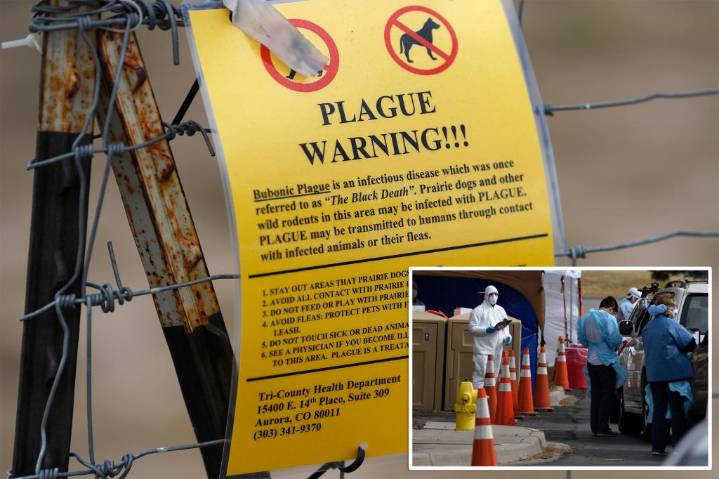 Dead Colorado cat tests positive for the plague -- just weeks after Arizona resident dies of troubling disease