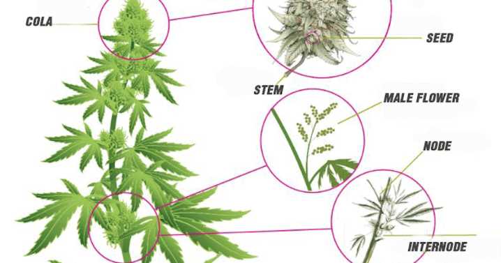 Oakland Back-to-School Update / Cannabis Risks / SF's Ocean Beach
