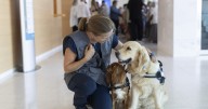 Adiós con amor: algunos tanatorios incorporan terapias con perros para humanizar el duelo