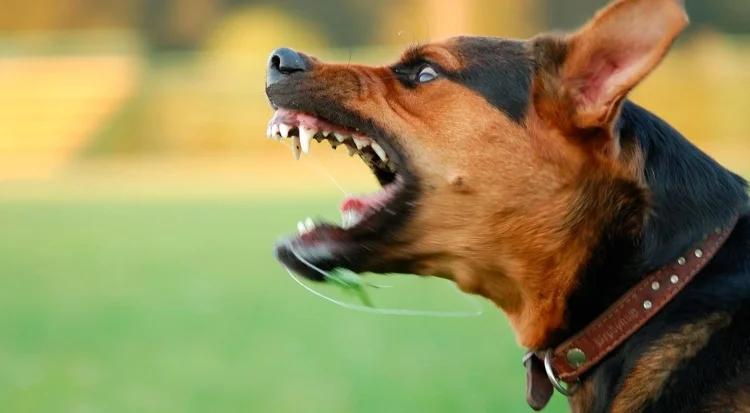 Un operativo de la Alcaldía atendió denuncias de ataques caninos