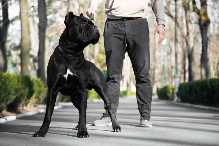 15 Guard Dog Breeds That Are Fiercely Devoted Forever