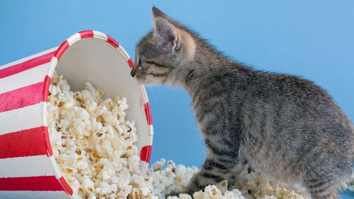 Can Cats Eat Popcorn? What About Buttered Popcorn?