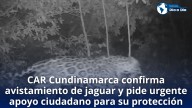 CAR Cundinamarca confirma avistamiento de jaguar y pide urgente apoyo ciudadano para su protección