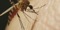 First death from West Nile Virus in 2025 reported in Mississippi
