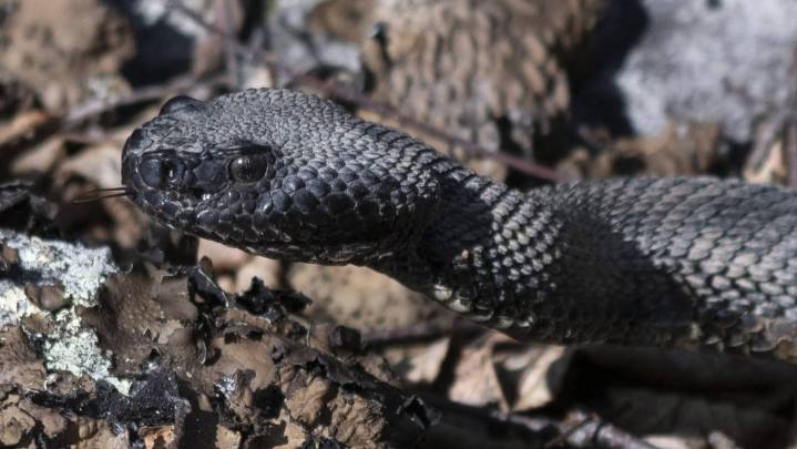 Grundy County hiker dies after picking up rattlesnake, bitten on hand