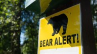 Mujer de Alaska resulta gravemente herida tras el ataque de un oso mientras corría cerca de su casa