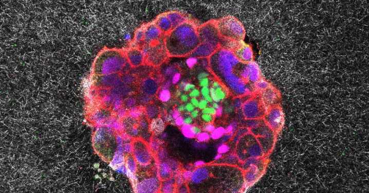 Embryos small but mighty, first live videos show