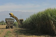 Zafra 2025: la producción de caña molida aumentó 7% respecto al año pasado