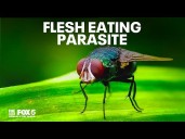 FLESH EATING PARASITE IN MARYLAND: First US case of New World Screwworm