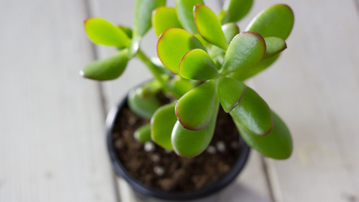 El secreto que hará que tu árbol de jade dure muchos años