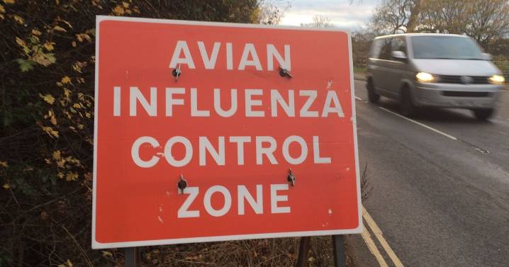 More bird flu outbreaks confirmed in Devon