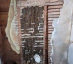 'It was something to see': 40k bees, gallons of honey removed from home