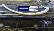 Hallan costilla de ballena franca austral de 2 metros: hombre la ocultó en su auto desde Argentina