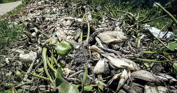 Sufre Acapulco por muerte de peces