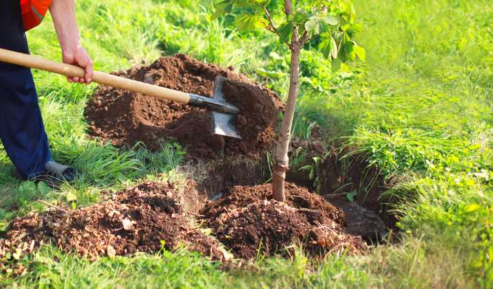 IN THE GARDEN: Tree-planting time