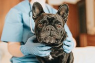 Veterinarian Reveals 5 Dog Breeds He’d Never Own: “They Will Literally Run Your Household”