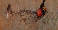 Court ruling lifts protections for lesser prairie chicken