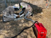 20.000 abejas aparecen en el ferial de Valdespartera: sorpresa mayúscula para los Bomberos