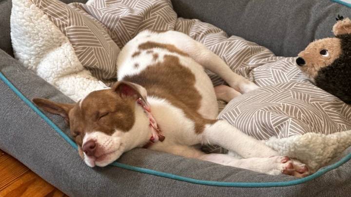 You Can Turn Your Pet Pictures Into Emoji on Your iPhone. Here's How