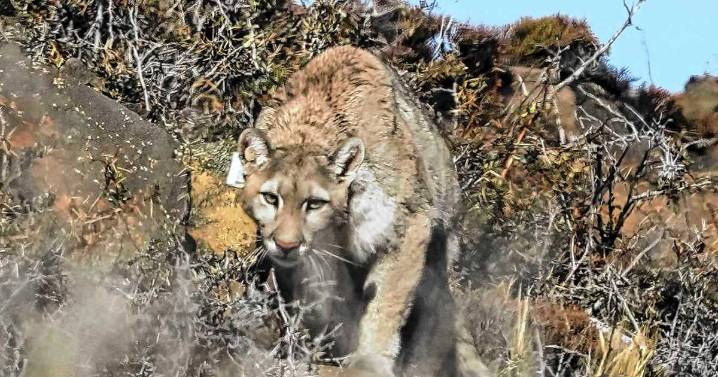 El mágico encuentro con un puma en Patagonia: el fotógrafo Nicolás Marin retrata la experiencia