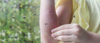 Día del Mosquito: ¿Cuál es el mosco más antiguo? y otros datos claves