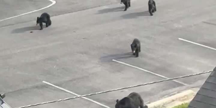 VIDEO: Mother bear and 4 babies insight joy from family in Gatlinburg