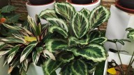 Si las hojas de tu planta Calathea están enrolladas y extrañas, conocé el impactante motivo de esto