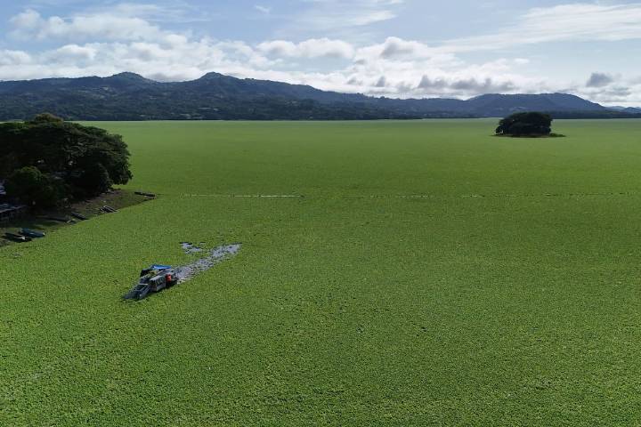 El Salvador: una planta acuática se “alimenta” de contaminación