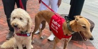 Therapy dogs offer support near CDC shooting site