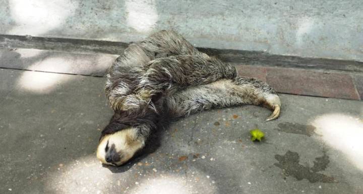 Murió de presunta muerte natural habitante honorario y numerario de la plaza Bolívar