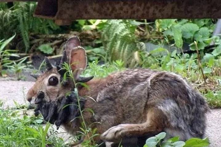 Alarma en EU: detectan conejos con "tentáculos" en la cabeza