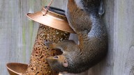 Keep Squirrels Away From Bird Feeders With This Simple Solution