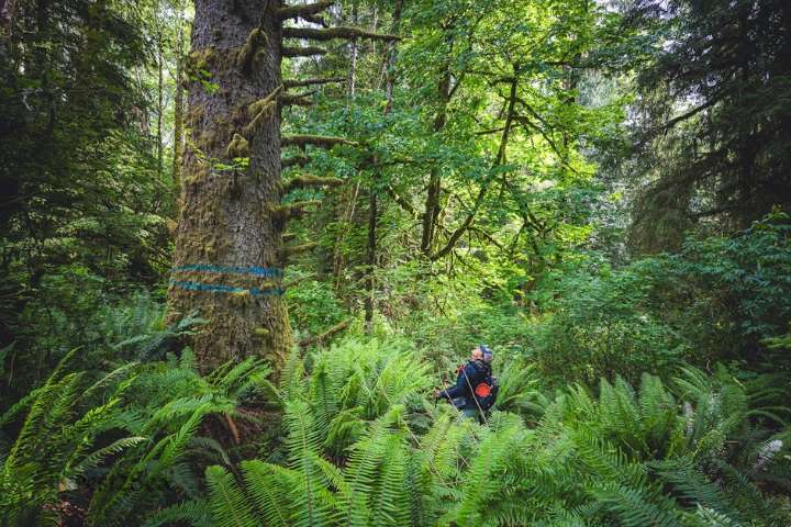 Many older forests spared by Washington state order. Others to be logged