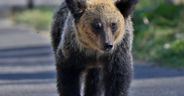Bear attacks sees AI facial recognition and robo wolves drafted in to battle beasts