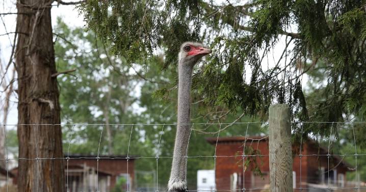 Dr. Oz and N.Y. billionaire spearhead effort to save B.C. ostriches