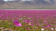Parque Nacional Desierto Florido en el centro del debate: Diputado Santana resalta su valor para Atacama