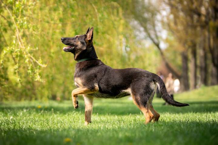 Dear Abby: Between cigarette smoke and dogs everywhere, I can’t bear to visit my in