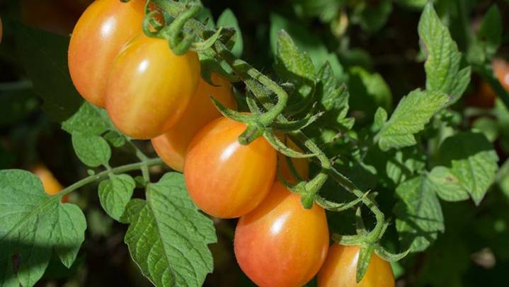 After 10 years testing, Rutgers debuts tasty, new tomato. Here's its name