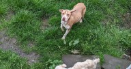 Neglectful Ilkeston pet owner banned from having animals after one dog tragically dies and two injured
