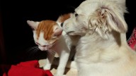 Las mascotas sufren menos golpes de calor gracias a la mayor concienciación de la población