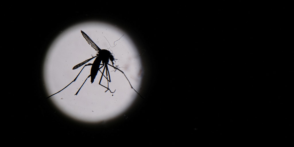 Dengue en América: descubrieron un patrón climático que anticipa el riesgo de brotes