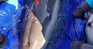 Dolphin stranded on Highland beach dies during rescue mission