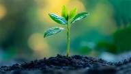 La fruta perfecta para sembrar en septiembre y disfrutar en verano