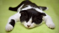 Los gatos desarrollan demencia igual que los humanos con Alzheimer