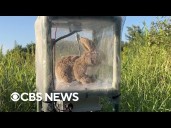 Officials deploy robot rabbits to protect Everglades from invasive pythons