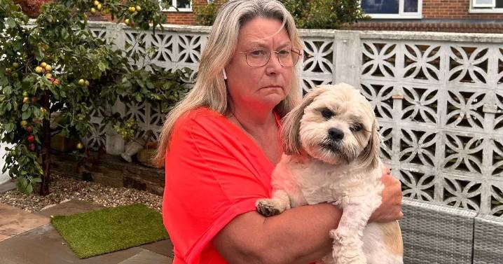 'Three dangerous dogs tried to rip my pet apart like she was a toy'