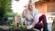 The Easy-To-Grow Flower Bulb You Should Plant In August For Dazzling Fall Blooms